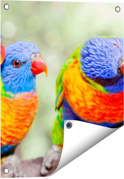 Gards Tuinposter Vier Regenboog Lori Vogels op een Tak - 40x50 cm - Tuindoek - Tuindecoratie - Wanddecoratie buiten - Tuinschilderij