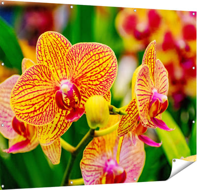 Gards Tuinposter Geel Rode Orchidee Bloemen - 150x120 cm - Tuindoek - Tuindecoratie - Wanddecoratie buiten - Tuinschilderij