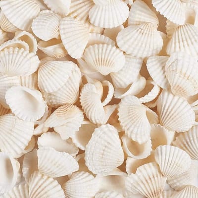 Kleine Witte Natuurlijke Schelpen voor DIY Creatieve Decoratie, Vaasvulling en Ambachten - 280g