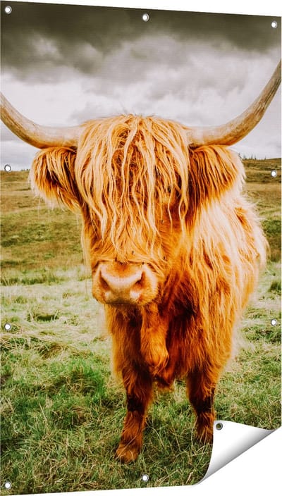 Gards Tuinposter Schotse Hooglanders in de Wei - Kleur - 80x120 cm - Tuindoek - Tuindecoratie - Wanddecoratie buiten - Tuinschilderij