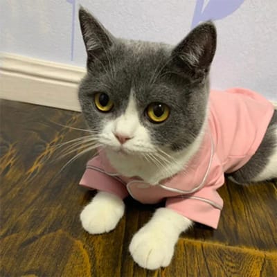 Kerstmis Huisdier Kat Kostuum Kleding voor Katten Winter Kedi Katten Sphynx Sweatshirt Hoodie Pak Mascotas Kleding Ropa Para Gato XS