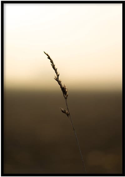 Poster Grasspriet- 30x40cm met Fotolijst – Natuur Poster – Ingelijst