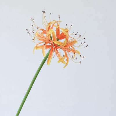 Higanbna (Spinlelie / Lycoris) - oranje - zijden bloemen - 3 stelen - onderhoudsvrij - 67 cm - kunstbloemen