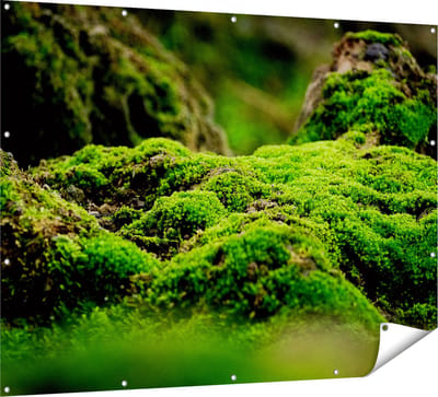 Gards Tuinposter Groen Mos - 160x120 cm - Tuindoek - Tuindecoratie - Wanddecoratie buiten - Tuinschilderij