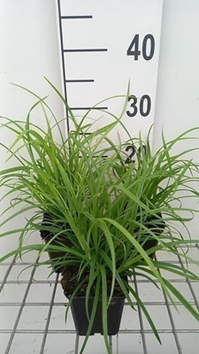 6x Zegge - Carex sylvatica | 9x9 cm pot