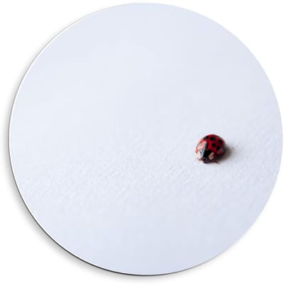 Forex Wandcirkel - Lieveheersbeestje op Witte Achtergrond - 40x40cm Foto op Wandcirkel (met ophangsysteem)