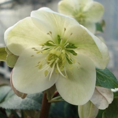 6x Nieskruid - Helleborus nigercors 'Magic Leaves'® - Pot 9x9cm