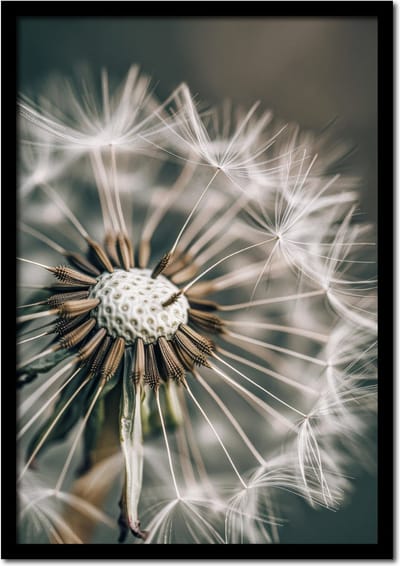 Poster paardenbloem close up - 30cm x 40cm - vintage - woonkamer - slaapkamer - bloemen posters - goedkoop - muurposter - natuur - wanddecoratie