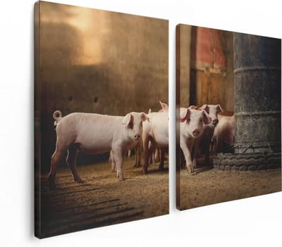 Artaza Canvas Schilderij Tweeluik Varkens op een Boerderij Stal - 120x80 - Foto Op Canvas - Canvas Print