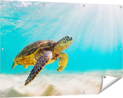 Gards Tuinposter Schildpad Zwemt in de Helder Blauwe Zee - 120x80 cm - Tuindoek - Tuindecoratie - Wanddecoratie buiten - Tuinschilderij