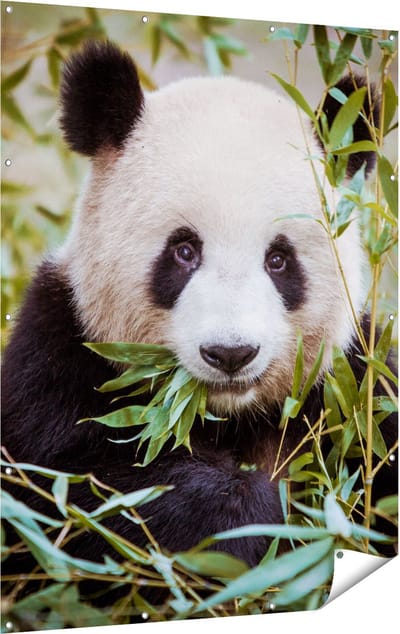 Gards Tuinposter Panda Eet Planten - 120x160 cm - Tuindoek - Tuindecoratie - Wanddecoratie buiten - Tuinschilderij