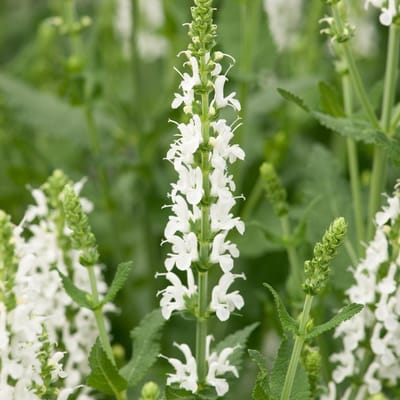 6 x Salvia Nemorosa 'Schneehuegel' - Salie pot 9x9cm