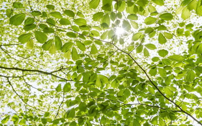 Fotobehang - Im Frühlingswald 450x280cm - Vliesbehang