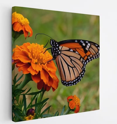 Saammp - Canvas Schilderij - Vlinder - Oranje Bloemen - Dieren - Natuur - 20x20 - Foto op canvas - Wanddecoratie - muurdecoratie Woonkamer - Slaapkamer decoratie - Canvas Print