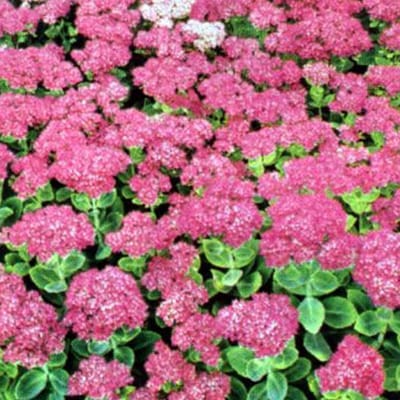 6 x Sedum Spectabile 'Brillant' - Vetkruid pot 9x9cm