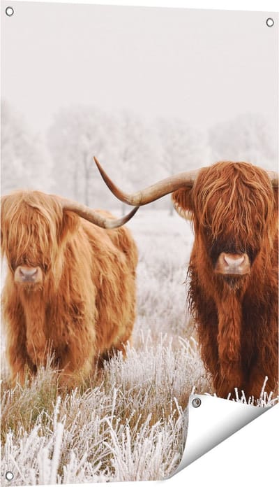 Gards Tuinposter Twee Schotse Hooglander Koeien in de Wei - 60x90 cm - Tuindoek - Tuindecoratie - Wanddecoratie buiten - Tuinschilderij
