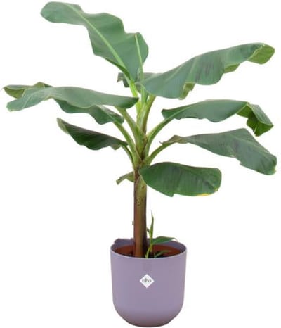 Combi deal - Bananenplant (Musa) inclusief elho Jazz Round lila Ø23 - 120 cm