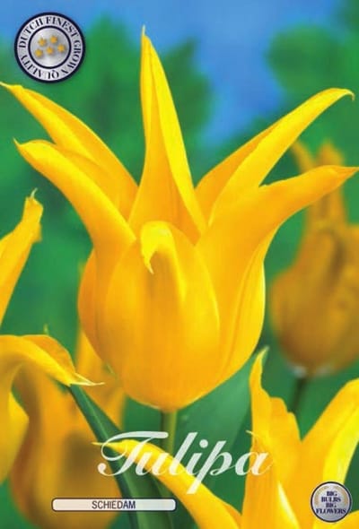 Schiedam Lilyflowering Tulpenbollen 10 stuks bolmaat 12+