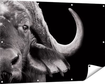 Gards Tuinposter Buffel - Buffelkop - Zwart Wit - 120x80 cm - Tuindoek - Tuindecoratie - Wanddecoratie buiten - Tuinschilderij