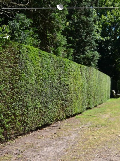 Venijnboom Taxus baccata 160-180 cm, 12x Haagplant