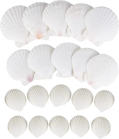 Zandbak Schelp - Seashells Set - Wit - 20 Stuks - Natuurlijke Schoonheid - Perfect voor DIY - Voor Creatieve Projecten