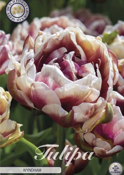 Dutch Finest Quality tulpen bloembol uit de serie Double Late Tulips Wyndham x7 12/+s