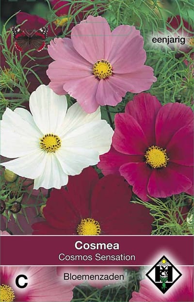 2 stuks Cosmos bipinnatus SensationVan Hemert & Co