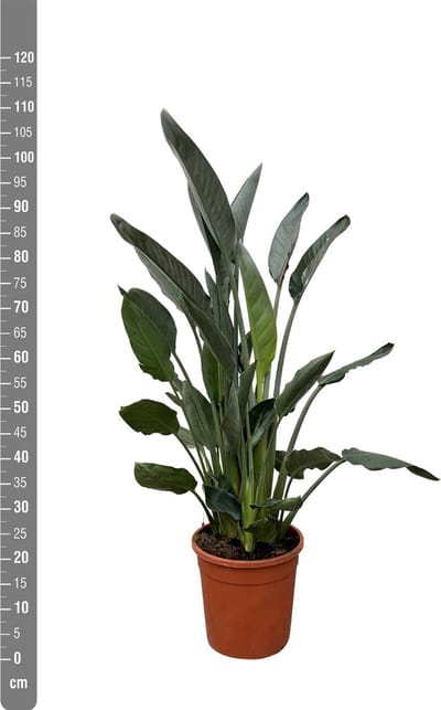 Strelitzia Reginae - 80cm