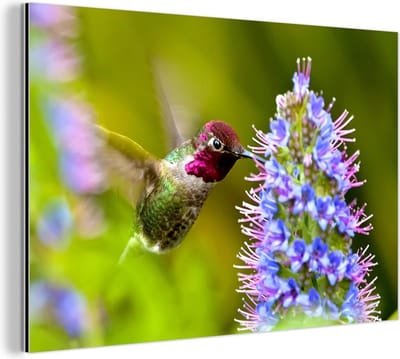 Aluminium schilderij 180x120 cm - Wanddecoratie metaal - Vogel - Kolibrie - Rood - Groen - Metalen muurdecoratie woonkamer - Decoratie industrieel - Foto op dibond - Industriële accessoires slaapkamer