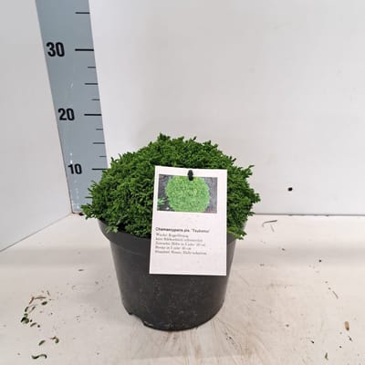 Chamaecyparis p. ‘Tsukumo’ - Schijncipres | 20-25 cm pot