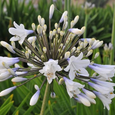 6x Agapanthus hybrida 'Enigma' Pot 9x9cm - Prachtige bloeiende planten voor in de tuin