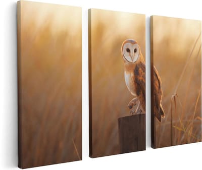 Artaza Canvas Schilderij Drieluik Kerkuil Op Een Boomstronk - 120x80 - Foto Op Canvas - Canvas Print