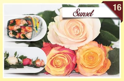 24x Rosa mix/bos hoja verde triett sunset 50cm