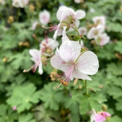 Cambridge ooievaarsbek (Geranium cantabrigiense) - Biokovo - Ooievaarsbek - Vaste planten - Bodembedekkers - Zomerbollen - Voorjaarsbollen