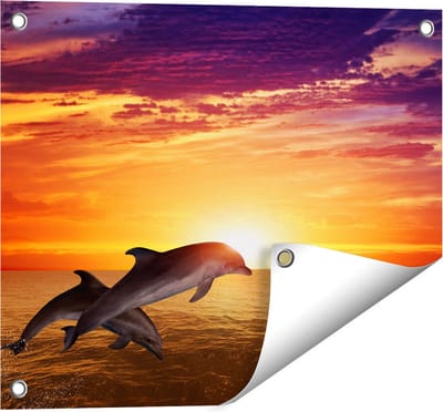 Gards Tuinposter Twee Dolfijnen bij de Zonsondergang - 50x40 cm - Tuindoek - Tuindecoratie - Wanddecoratie buiten - Tuinschilderij