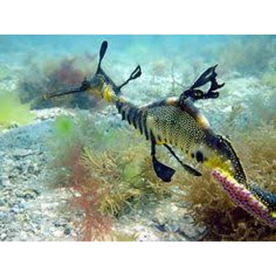 Notes from a (Sea)Dragon Writer boek