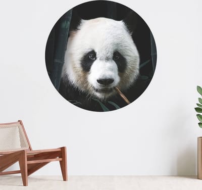 Muurcirkel zelfklevend behang - Panda Portret - Wanddecoratie - 080cm behangcirkel - Ronde sticker voor aan de muur - Behangsticker verkrijgbaar in verschillende formaten