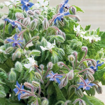 Sluis Garden - Komkommerkruid Blauw/ Wit (Borago officinalis)