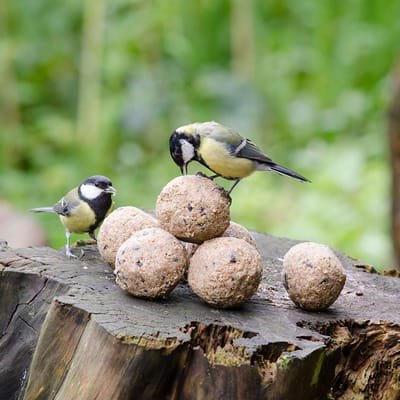 CJ Wildlife - 6x Vetbollen met insecten - 35% vet - Zonder netje - Jaarrond inzetbaar - Voor tuinvogels