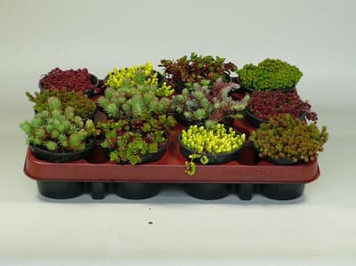 Sedum (Rotsplanten) mix 36 stuks (9 cm)