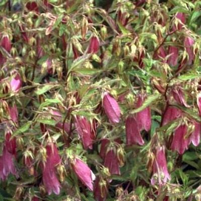 6x Klokje - Campanula hybr. 'Elizabeth' | 9x9 cm pot