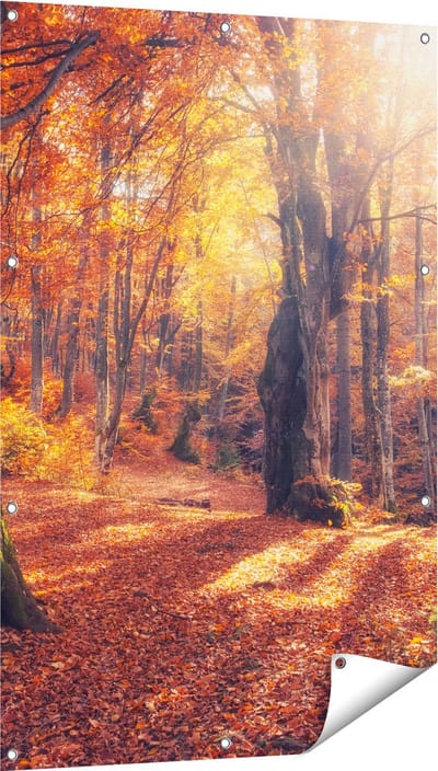 Gards Tuinposter Oranje Herfstbos met Zonneschijn - 80x120 cm - Tuindoek - Tuindecoratie - Wanddecoratie buiten - Tuinschilderij