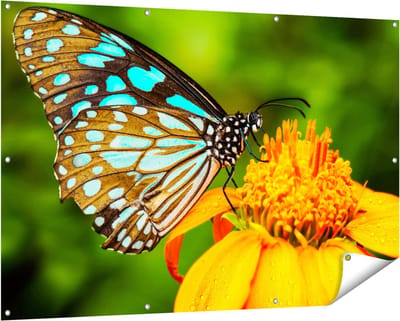 Gards Tuinposter Blauwe Vlinder bij een Oranje Bloem - 150x100 cm - Tuindoek - Tuindecoratie - Wanddecoratie buiten - Tuinschilderij