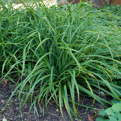 25 x Japanse Zegge Groen - Bodembedekker Siergras Wintergroen - Carex foliosissima Irish Green in 9x9cm pot met hoogte 5-10cm