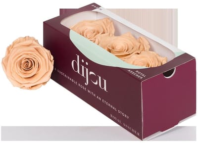 3x Dc pres.rozen apricot