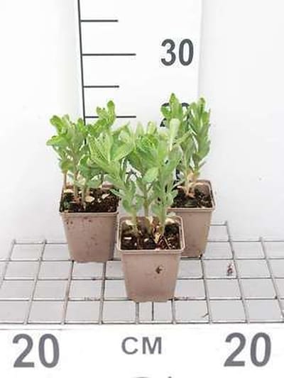 6x Sedum - Sedum tel. 'Munstead Purple' | 9x9 cm pot
