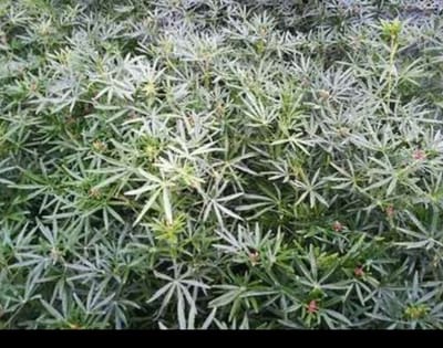 Choisya tern. 'White Dazzler'® - Mexicaanse Oranjebloesem 30- 40 cm in pot