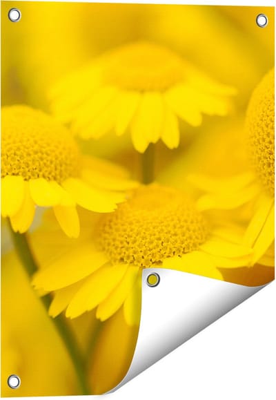 Gards Tuinposter Gele Kamille Bloemen - 40x50 cm - Tuindoek - Tuindecoratie - Wanddecoratie buiten - Tuinschilderij