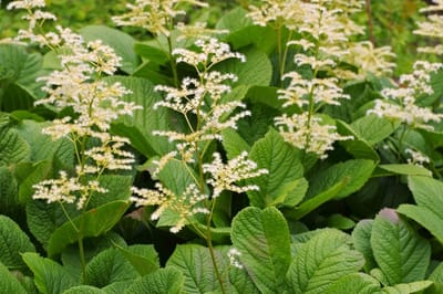 Rodgersia Aesculifolia - Schout bij Nacht - Wortelgoed - 5 stuks