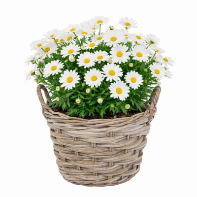 Mega Collections plantenmand Heeg - rotan - D30 x H23 cm - lichtbruin/grijs - met handvaten